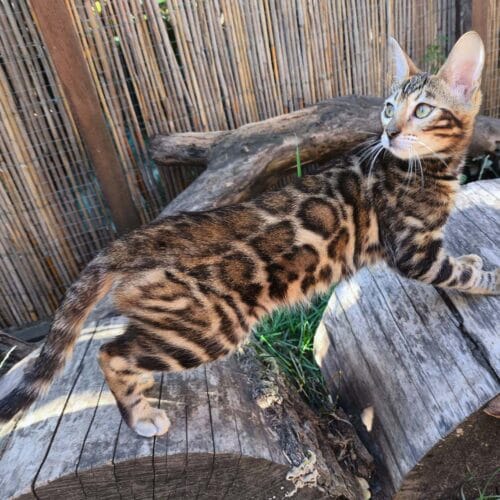 bengal