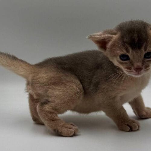 abyssinian