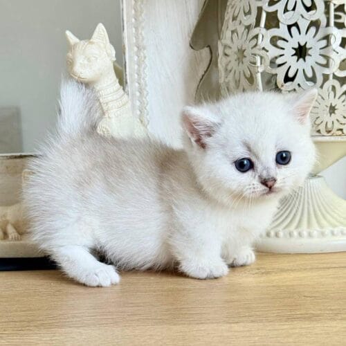 munchkin