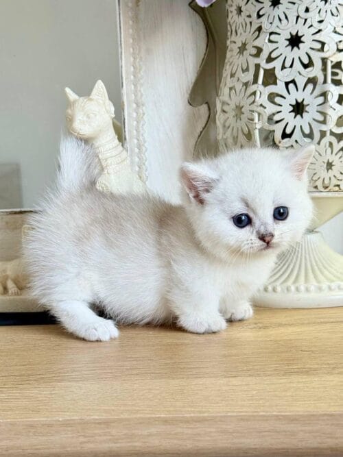 munchkin
