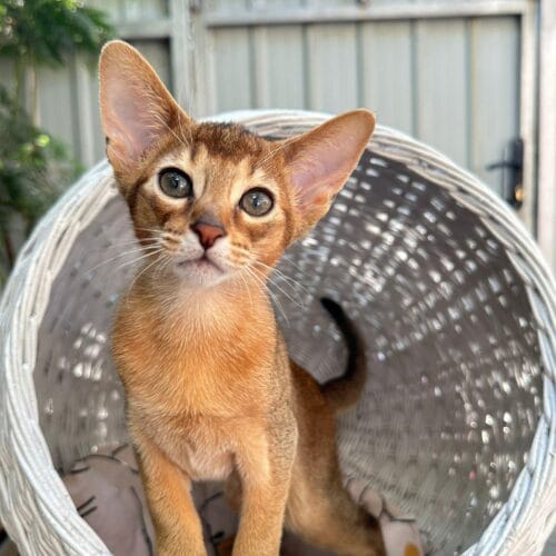 abyssinian