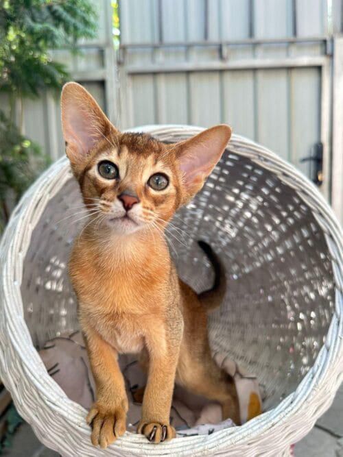 abyssinian