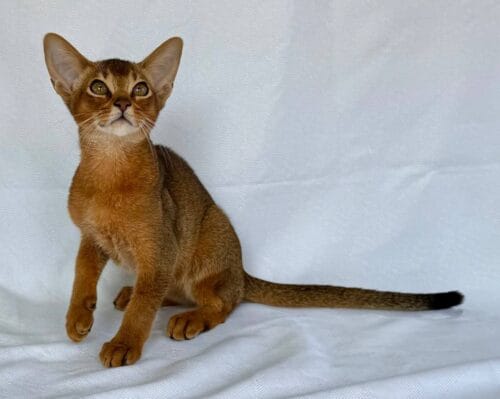 Abyssinian