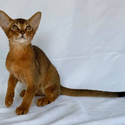 Abyssinian