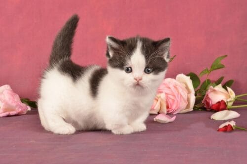 munchkin