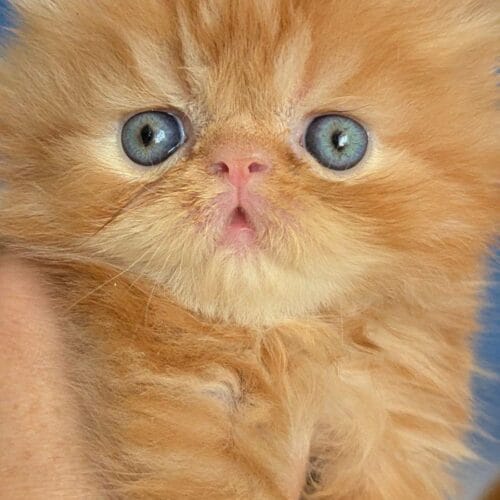 persian