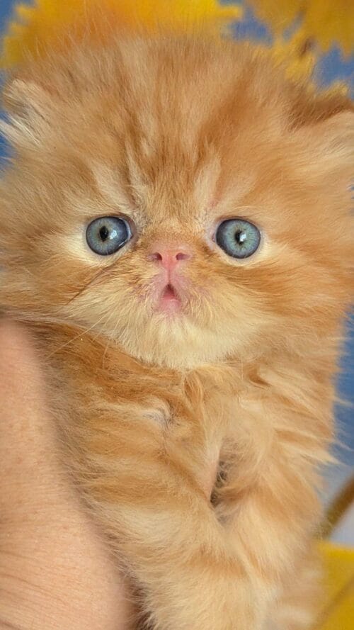 persian