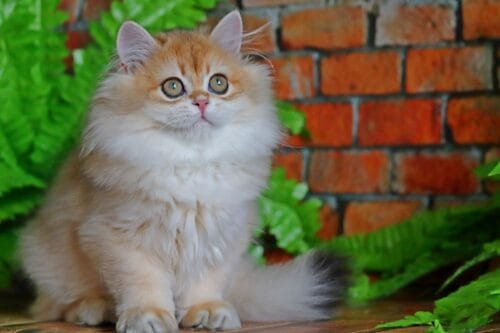 british longhair