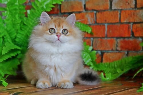 british longhair