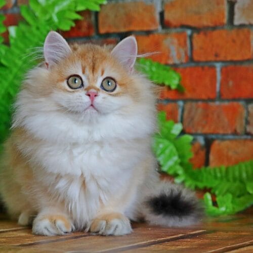 british longhair