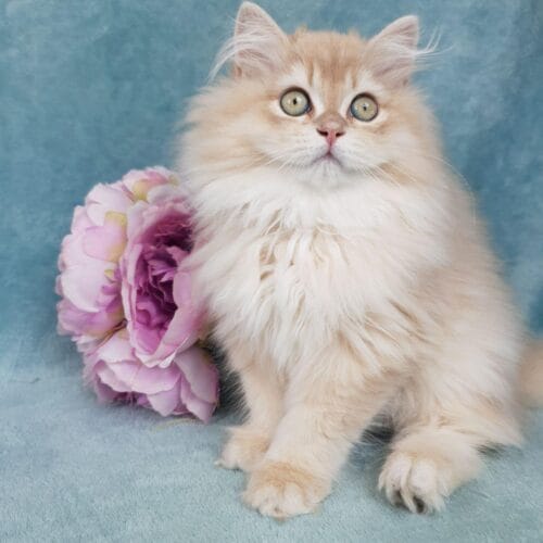british longhair
