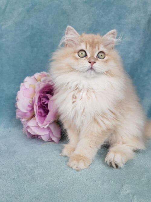 british longhair