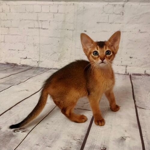 abyssinian