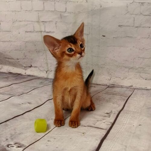 abyssinian