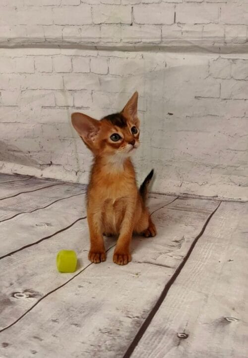 abyssinian