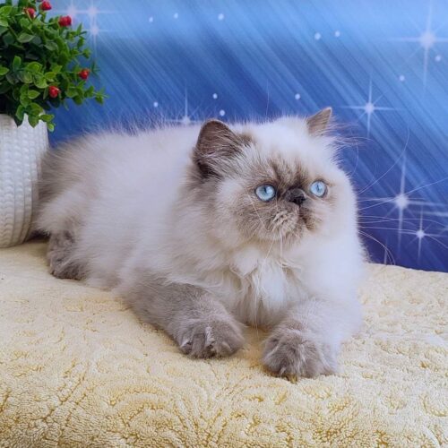 persian