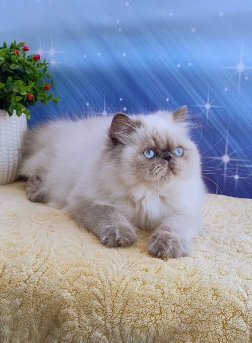 persian