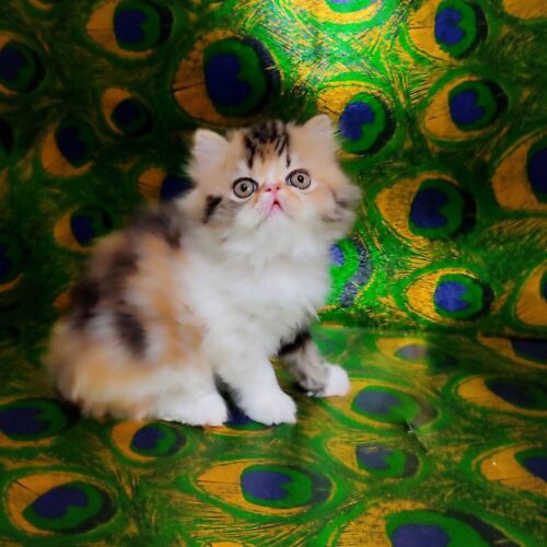 persian