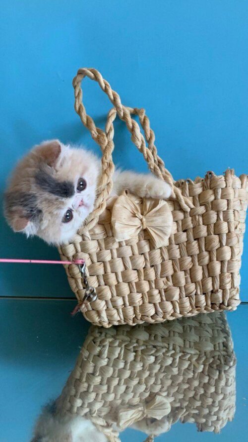 persian