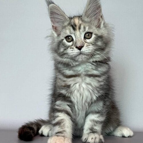 maine coon