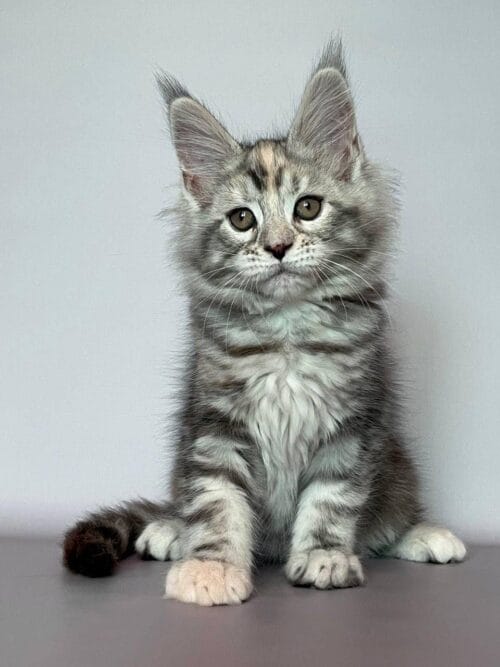maine coon