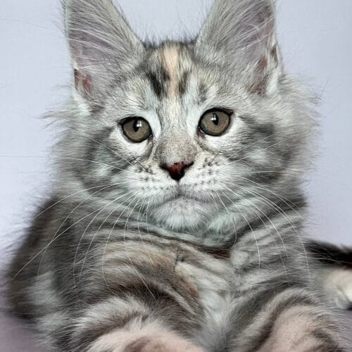 maine coon