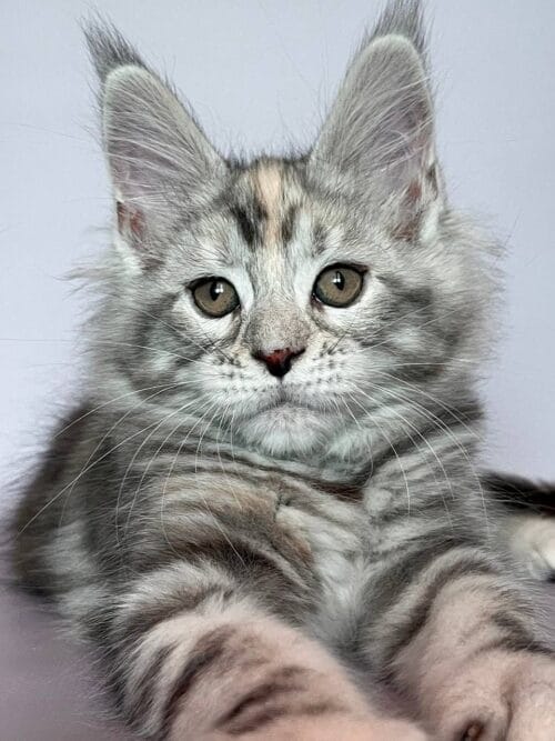 maine coon