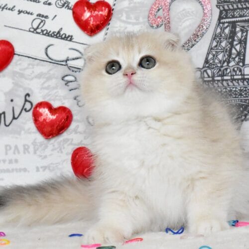 Scottish fold