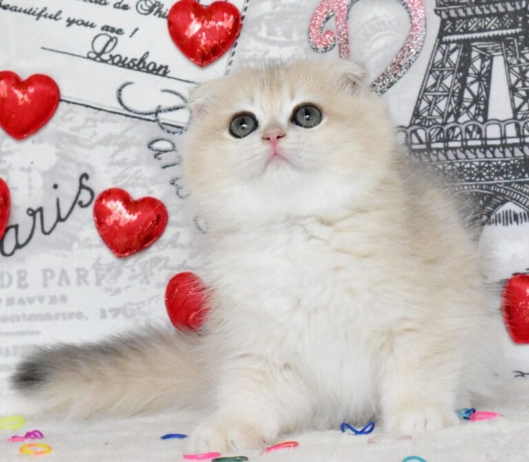 Scottish fold