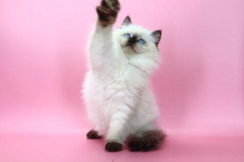 ragdoll
