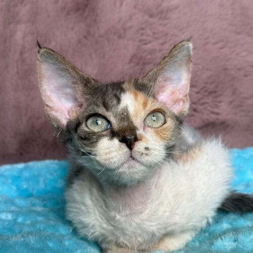 devon rex