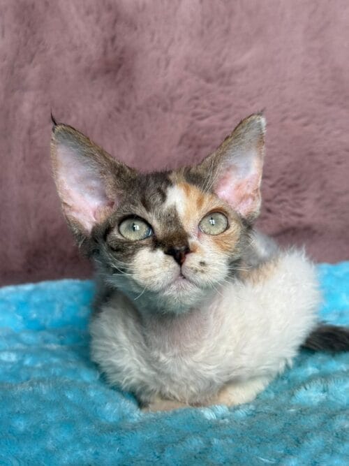 devon rex