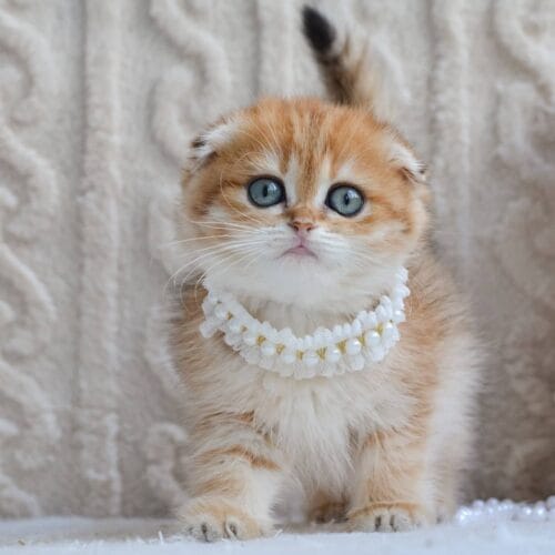 scottish fold