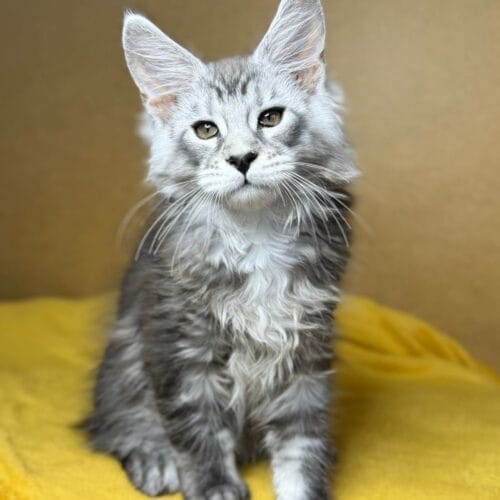 maine coon