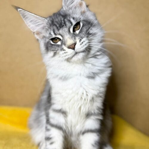 maine coon