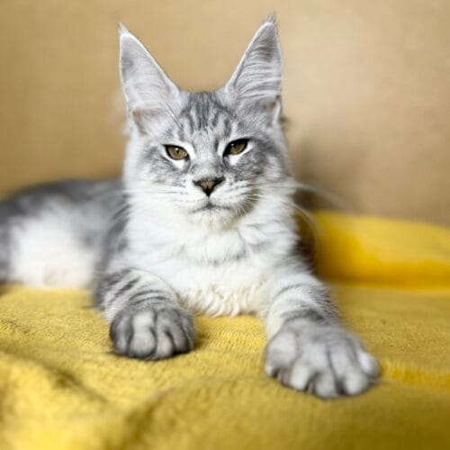 maine coon