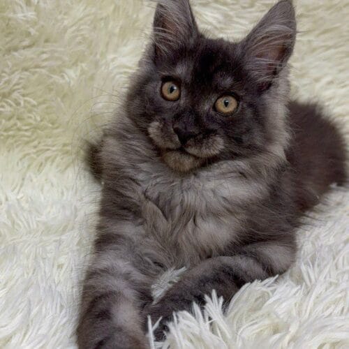 maine coon