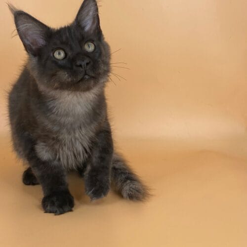 maine coon