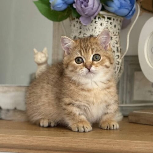 munchkin