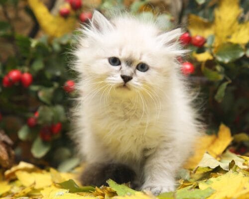 siberian