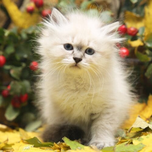 siberian