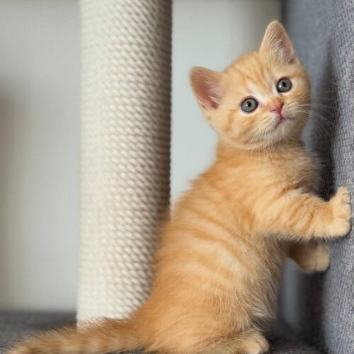 munchkin