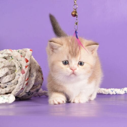 munchkin