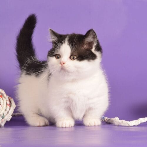 munchkin