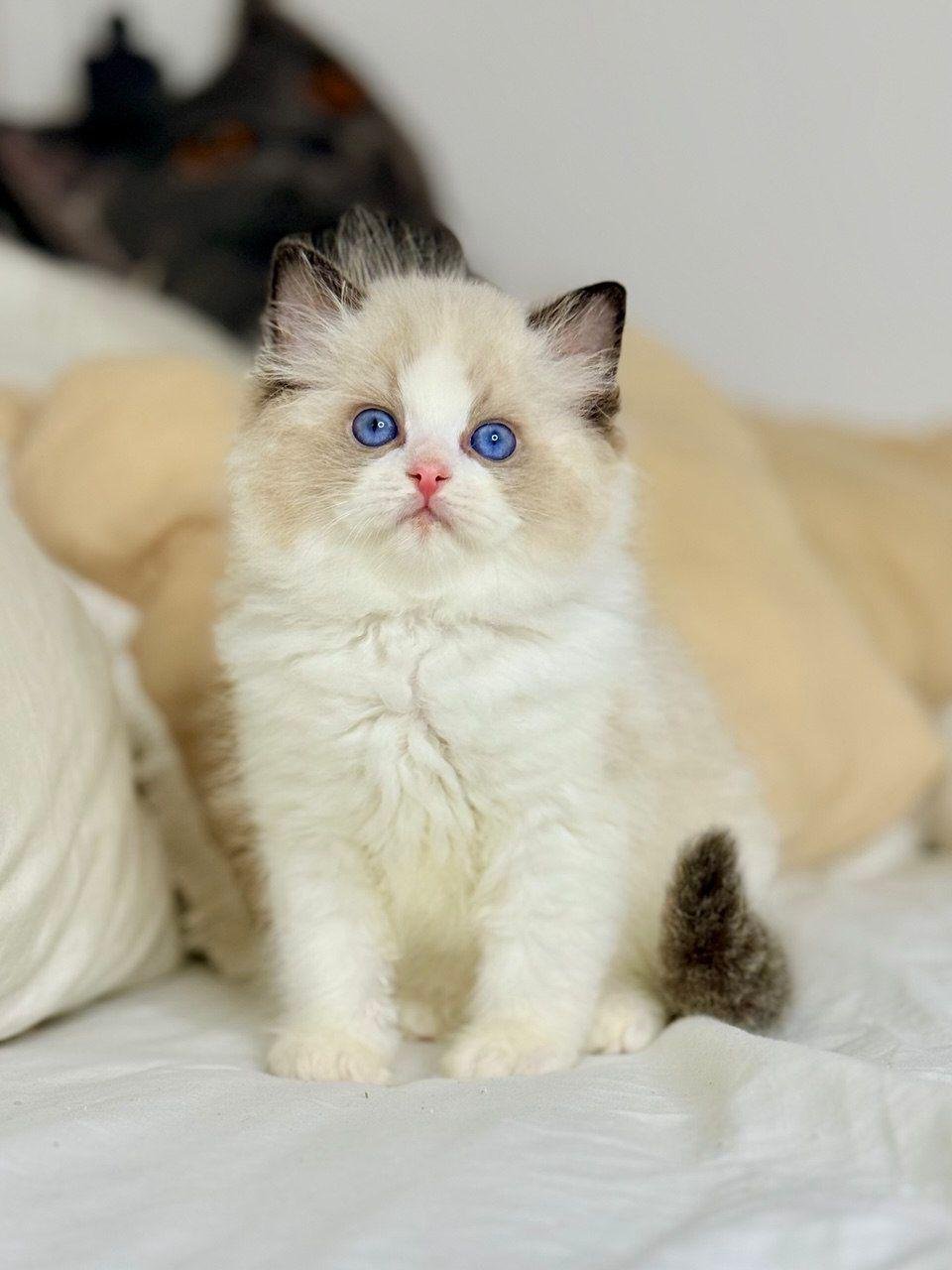 Ragdoll