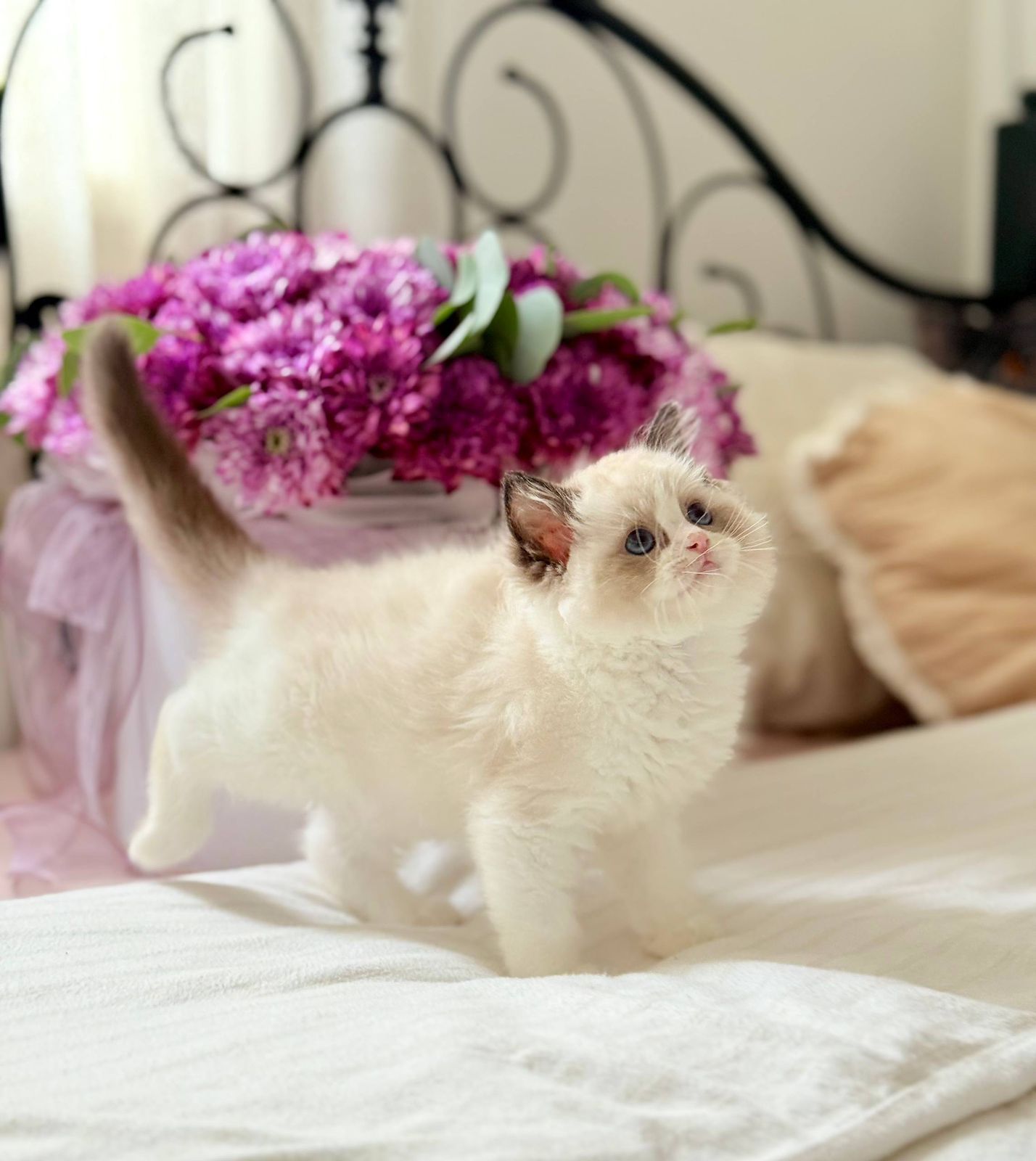 WhatsApp Image 2025-11-12 at 13.58.04 (4) ragdol