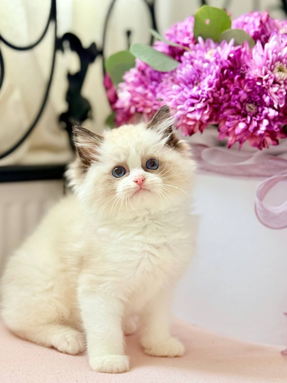 WhatsApp Image 2025-11-12 at 13.58.04 ragdoll