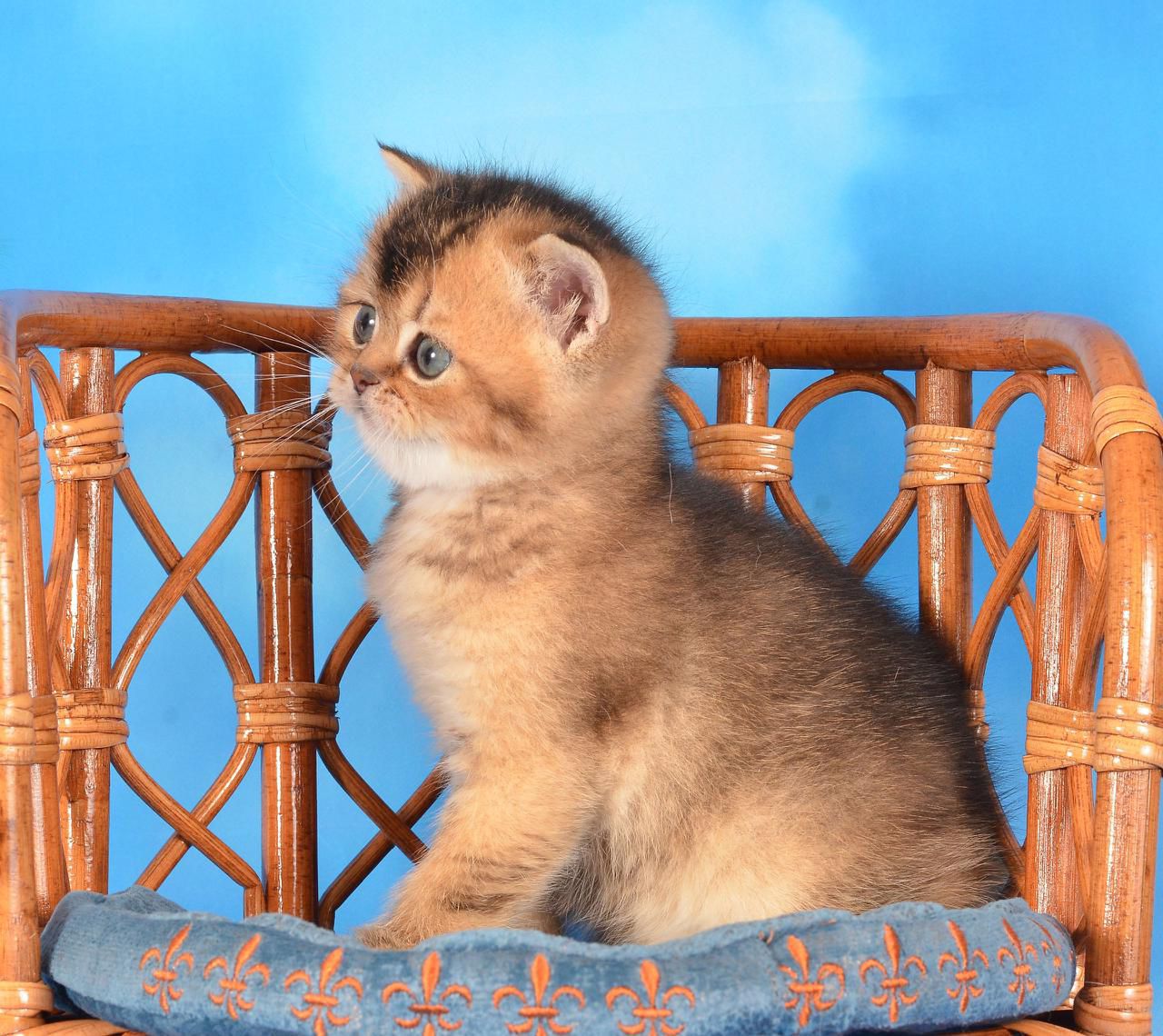 WhatsApp Image 2025-11-12 at 13.59.41 (4)