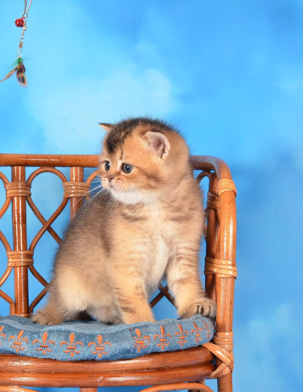 WhatsApp Image 2025-11-12 at 13.59.41