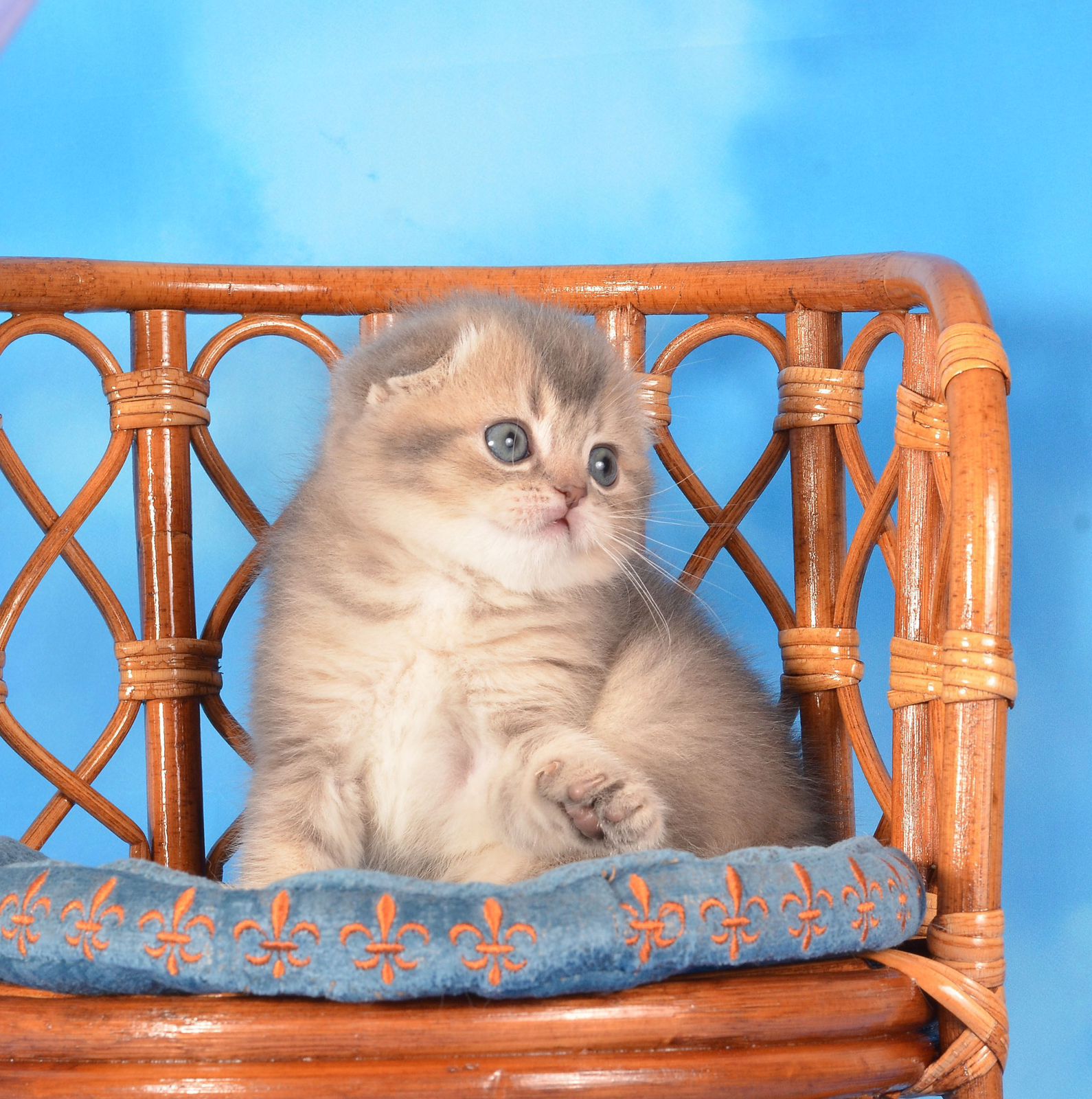 WhatsApp Image 2025-11-12 at 14.00.05 (1)